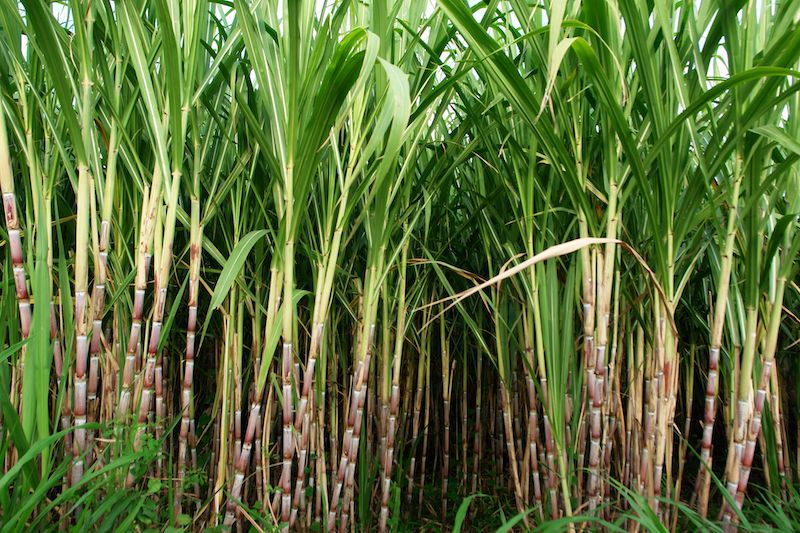 sugercane